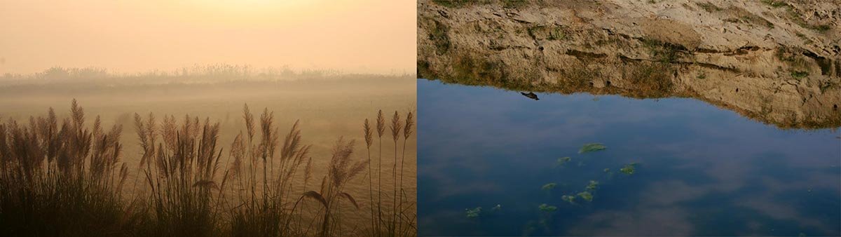  Yamuna morning