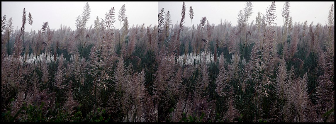 Yamuna Fields