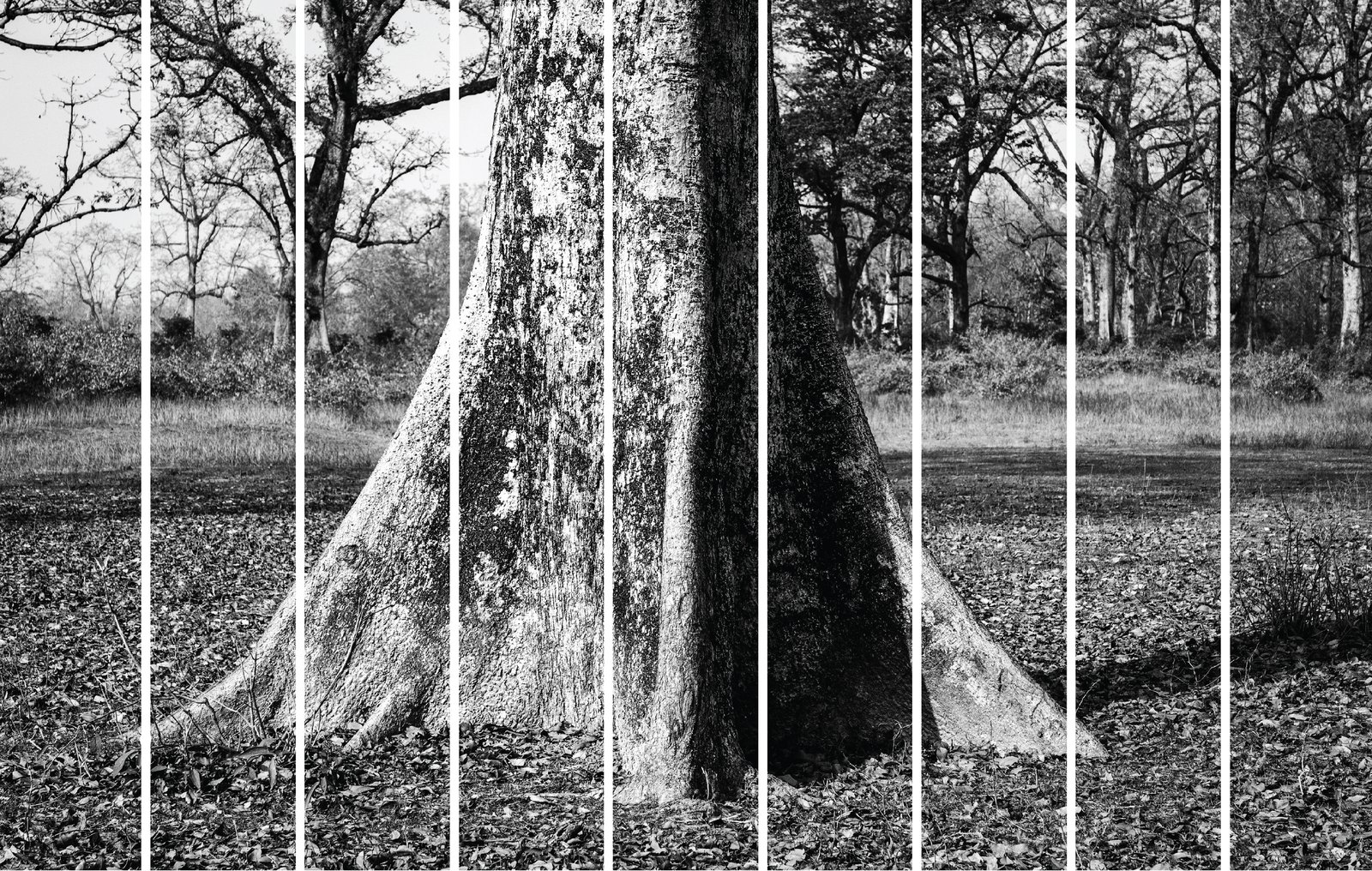 The First Tree Across the Border