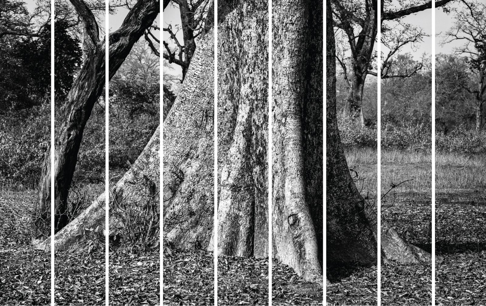 The Last Tree on the Border